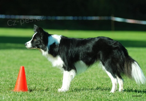 II. Mistrovstv� �R border colli� v obedienci