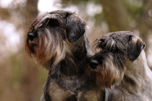 KN�RA� ST�EDN� PEP� A S�L s PP