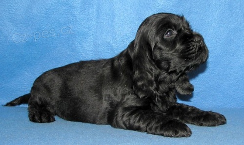 Anglick� kokr�pan�l