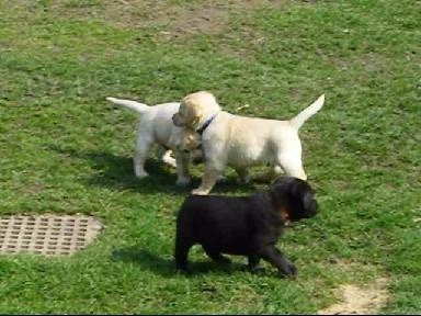 �t��ata Labradora s PP