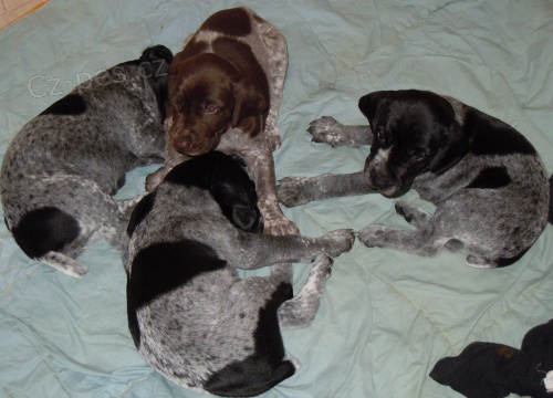 Prod�m �t��ata NKO