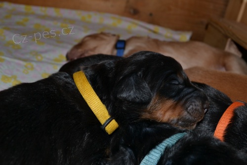 Hovawart - �t��ata s PP