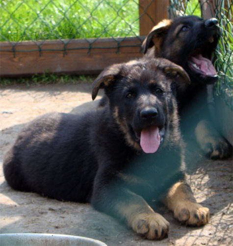 Pracovn� fena NO s PP