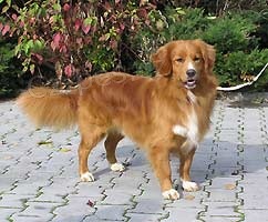 nova scotia duck tolling retr�vr