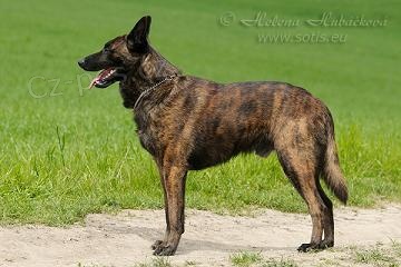 Holandsk� ov��k s PP