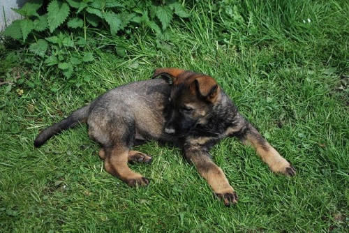 �t�n� n�meck�ho ov��ka