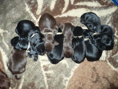 �t��atka - Flat coated retriever