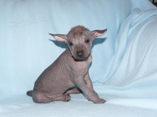 Peru�nsk� nah�� - �t��ata s PP HA i COA