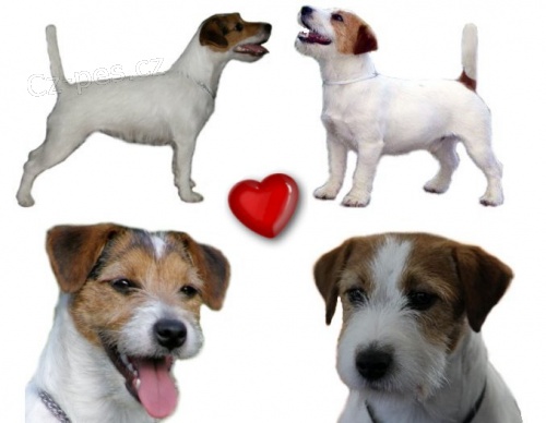 �t��ata Jack Russell Teriera s PP