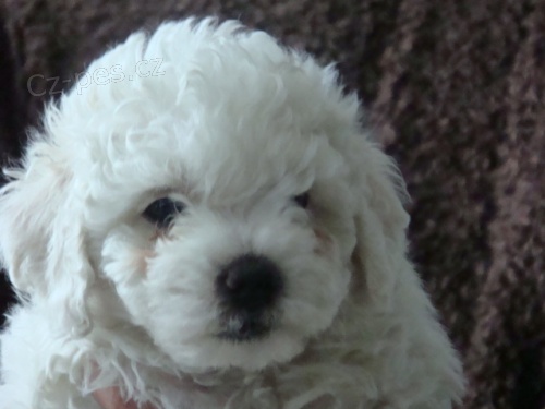 Bi�onek frise �t��ata s PP