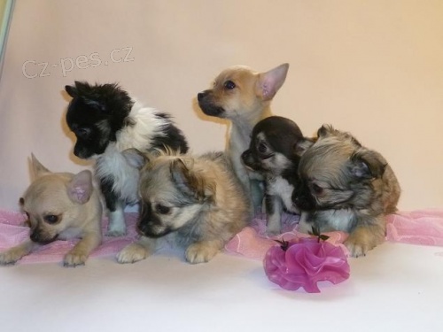 Prod�m �ivavu s PP - �t���tka