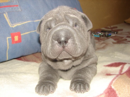 �arpej - p�ekr�sn� �t���tka s PP