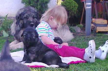 �arplaninec - Sarplaninac