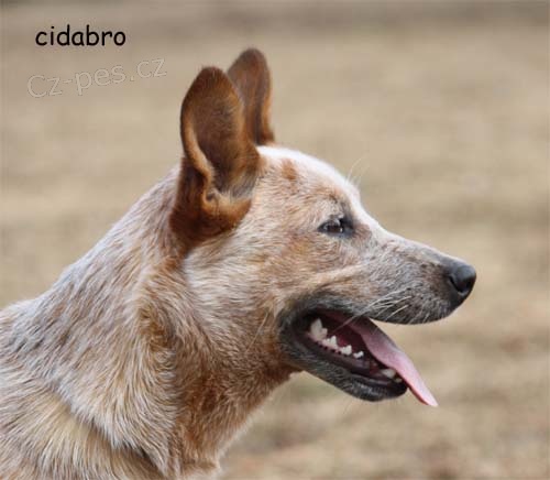 Australsk� hon�ck� pes - �erven� s PP