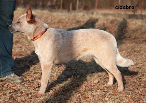 Australsk� hon�ck� pes - �erven� fenka s PP