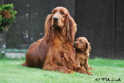 Irsk� setr, �t��ata s PP