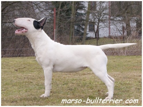 Bulterier � Bullterier 
