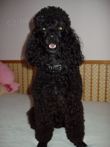 Kr�sn� �ern� trpasli�� pudl ke kryt�