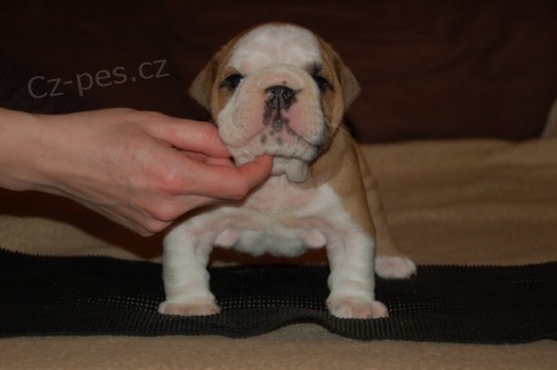 Anglick� buldok �t���tka