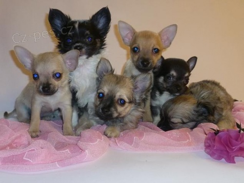 �t���tka �ivava s PP