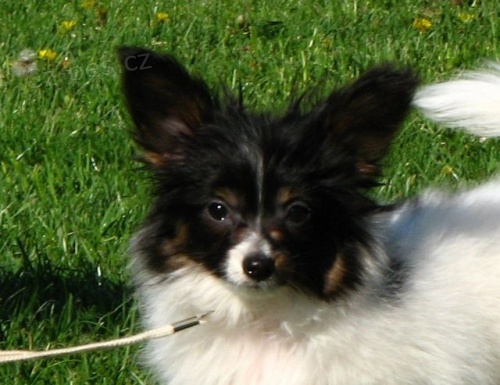 Papillon - �t���tka k odb�ru