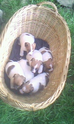 Prod�m kr�sn� �t���tka jack russell teri�ra