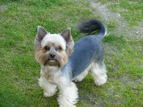 Jork��rsk� terier