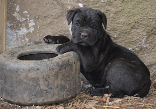 Cane corso �t��ata s PP