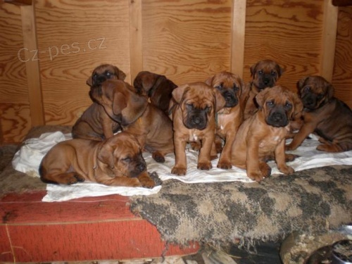 Tosa Inu �t���tka