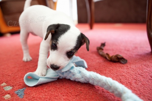 Parson Russell teri�r s PP