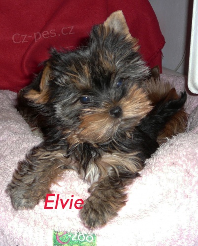 Jork��rsk� terier s pp