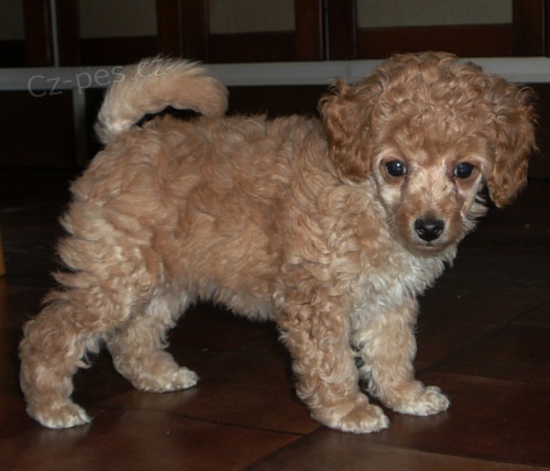 Pudl trpasli�� apricot s pp