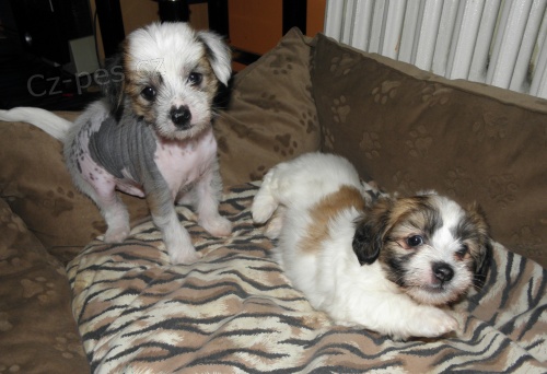 ��nsk� chocholat� pes