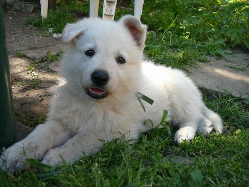 B�L� �V�CARSK� OV��K