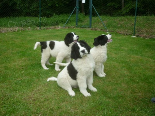 LANDSEER - �t��ata