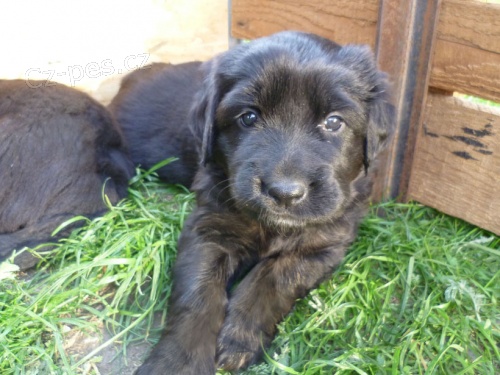 �t��ata hovawata s PP ze Ps�ho ran�e