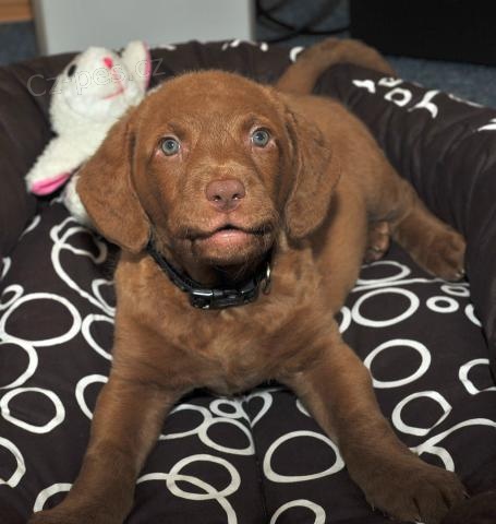 N�dhern� �t��ata retr�vr�