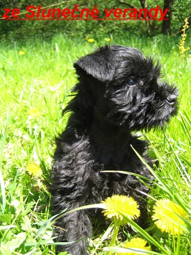 kn�ra� mal� �rn� �t���tka s pr�kazem