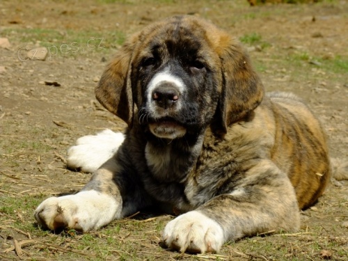 �pan�lsk� mastin �t�n�tka s PP k ODB�RU-rozumn� cena-SLEVA!!