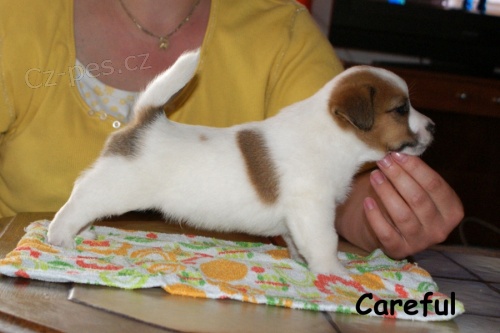 Hladk� �t���tka s PP - Jack Russell terier