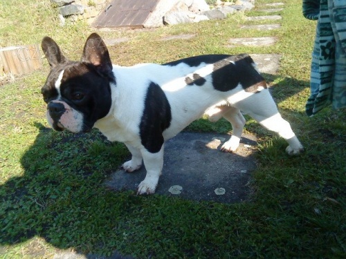 Francouzsk� buldo�ek - kryt�