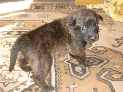 Holandsk� ov��k s PP