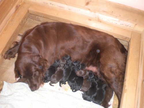 Flat Coated Retriever � �ern� �t��ata s PP