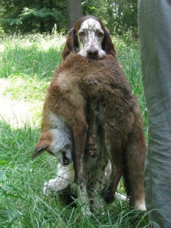 �t��ata anglick�ho setra