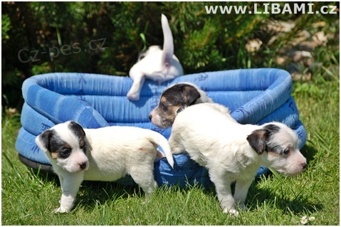 Parson a Jack Russell teri�r