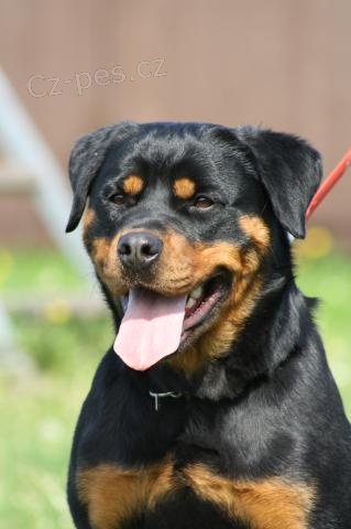 Rottweiler - �t��ata s PP