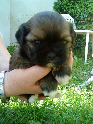 kr�sn� �t���tka lhasa-apso