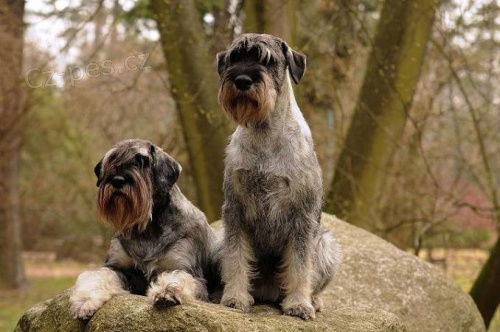 Kn�ra� st�edn�