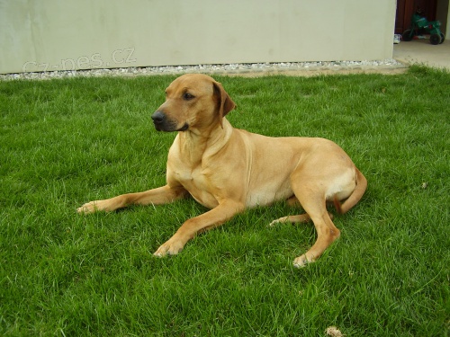 rhod�zsk�ho ridgebacka
