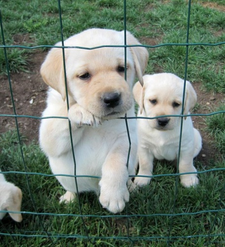 Prod�me �t��ata labradorsk�ho retrievera s PP